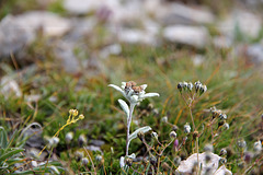 Alpen-Edelweiß Leontopodium - nivale