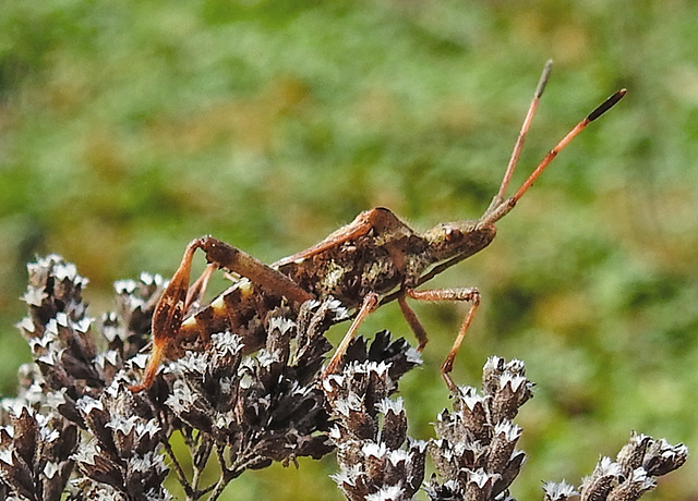 20221029 1976CPw [D~LIP] Amerikanische Kiefernwanze (Leptoglossus occidentalis) [Kiefern-Zapfenwanze], Gewöhnlicher Dost (Origanum vulgare), Bad Salzuflen