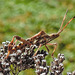 20221029 1976CPw [D~LIP] Amerikanische Kiefernwanze (Leptoglossus occidentalis) [Kiefern-Zapfenwanze], Gewöhnlicher Dost (Origanum vulgare), Bad Salzuflen