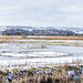 Burton Wetlands