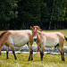 20230903_bayrischer Nationalpark und Tierpark Straubing