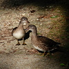 Mandarin duck