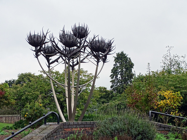 Thistles in Perth