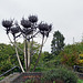 Thistles in Perth