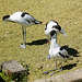 Avocet
