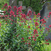 Red Valerian in a Country Churchyard