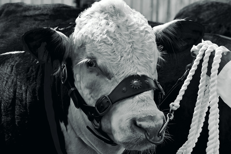 Mono Cranleigh Show 2016 XPro2 50-230mm Bull 1