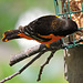 Baltimore Orioles