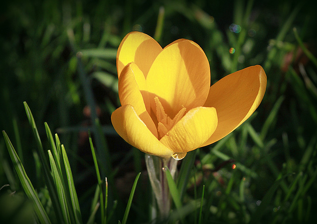 Premier crocus ;-)