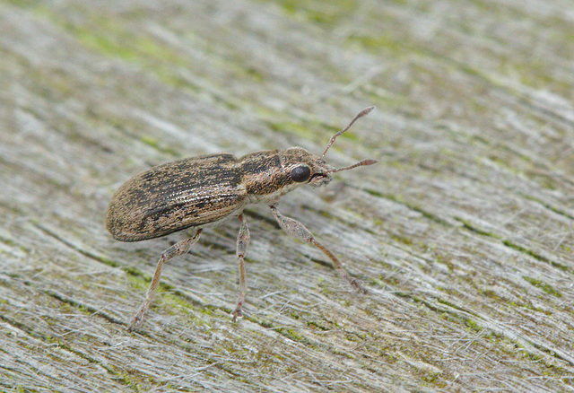 Weevil IMG 1482