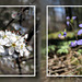 Blumen im Wald / flowers in the wood