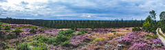 Looking acorss the Moray Firth to the Black Isle from the Altyre Estate