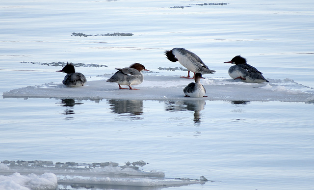 Mergansers resting on ice