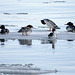 Mergansers resting on ice