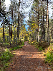 Track to the Fyrish Monument