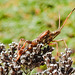 20221029 1977CPw [D~LIP] Amerikanische Kiefernwanze (Leptoglossus occidentalis) [-Zapfenwanze], Gewöhnlicher Dost (Origanum vulgare), Bad Salzuflen