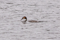 Great Crested Grebe