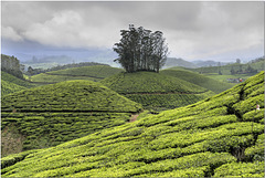 Tea Plantations, Periyar