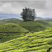 Tea Plantations, Periyar