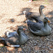 Greylag geese cooling off
