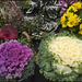 Zierkohl ❁  don't eat, just marvel ◕‿◕