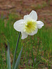 A late-blooming daffodil