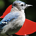 Blue Jays