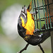 Baltimore Orioles