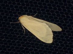 TB034 Pareuchaetes insulata