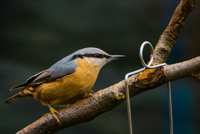 Nuthatch