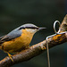 Nuthatch