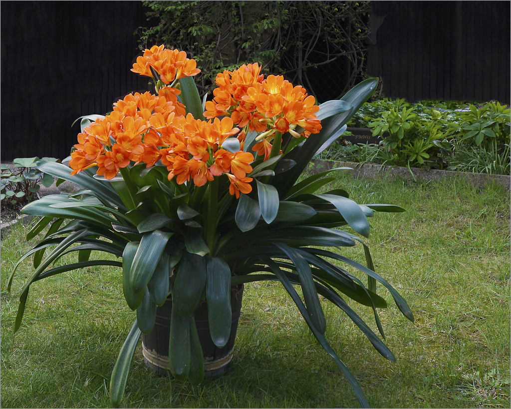 Clivia