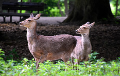 Rotwild im Wildfreigehege LU-Rheingönheim