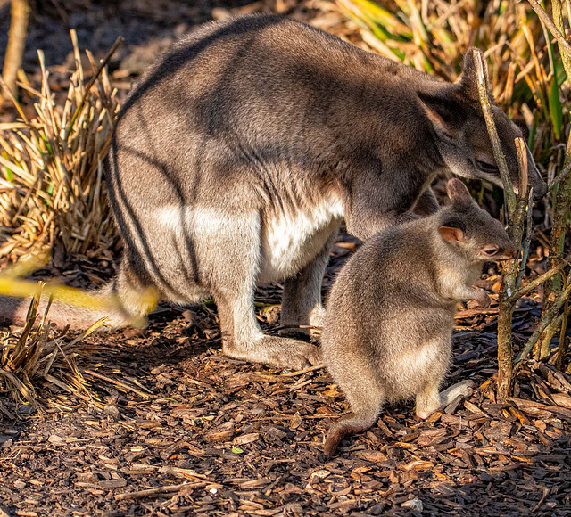 Dusky pademelon with its joey