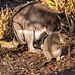 Dusky pademelon with its joey