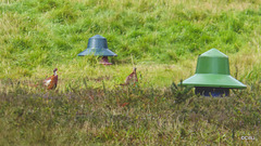 Pheasant Feeding Stations on the Altyre Estate