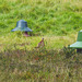 Pheasant Feeding Stations on the Altyre Estate
