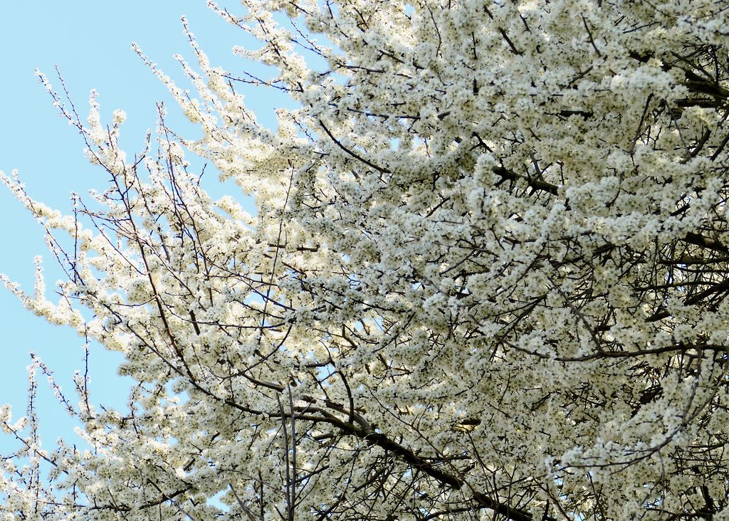 Frühling