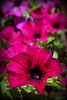 vibrants petunias