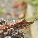 20221029 1978CPw [D~LIP] Amerikanische Kiefernwanze (Leptoglossus occidentalis) [-Zapfenwanze], Gewöhnlicher Dost (Origanum vulgare), Bad Salzuflen