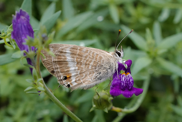 Lampides boeticus (Azulinha) on Linaria amethystea