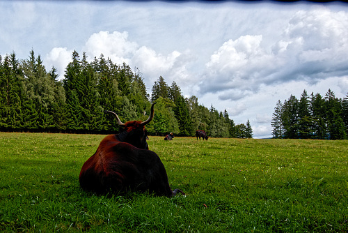 20230903_bayrischer Nationalpark und Tierpark Straubing
