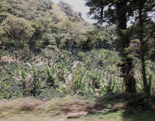 Nature sauvage du Nicaragua