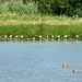 Gulls in a row