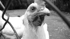 All We Hear is Radio Ga Ga....  :-)))