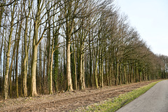 Strange Pruning