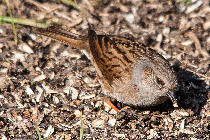 20150319 3578VRTw [D~RI] Heckenbraunelle (Prunella modularis) [m],  Rinteln