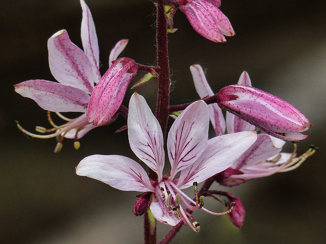 Gas Plant / Dictamnus albus 'Purpureus'