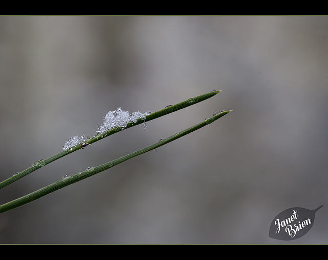 5/366: Pine Needle Topped with Snow