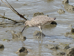 Willet on San Francisco Bay (1) - 21 April 2016